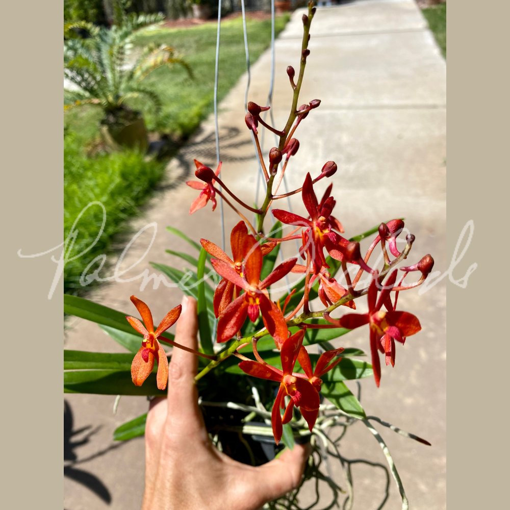 Neof. falcata x Ren. philippinensis — Palmer Orchids